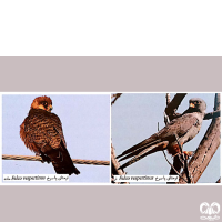 گونه شاهین پاسرخ Red-footed Falcon